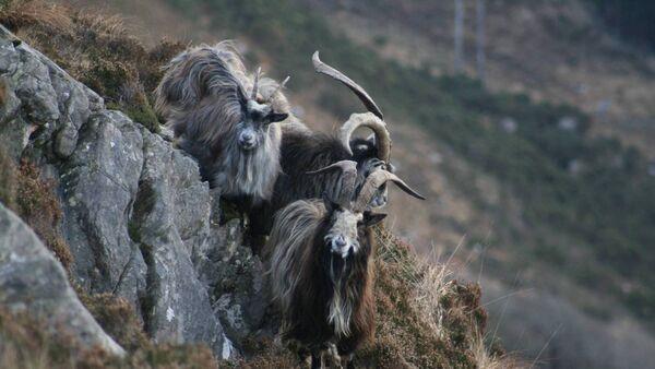 Calls for protection for the Irish Goat